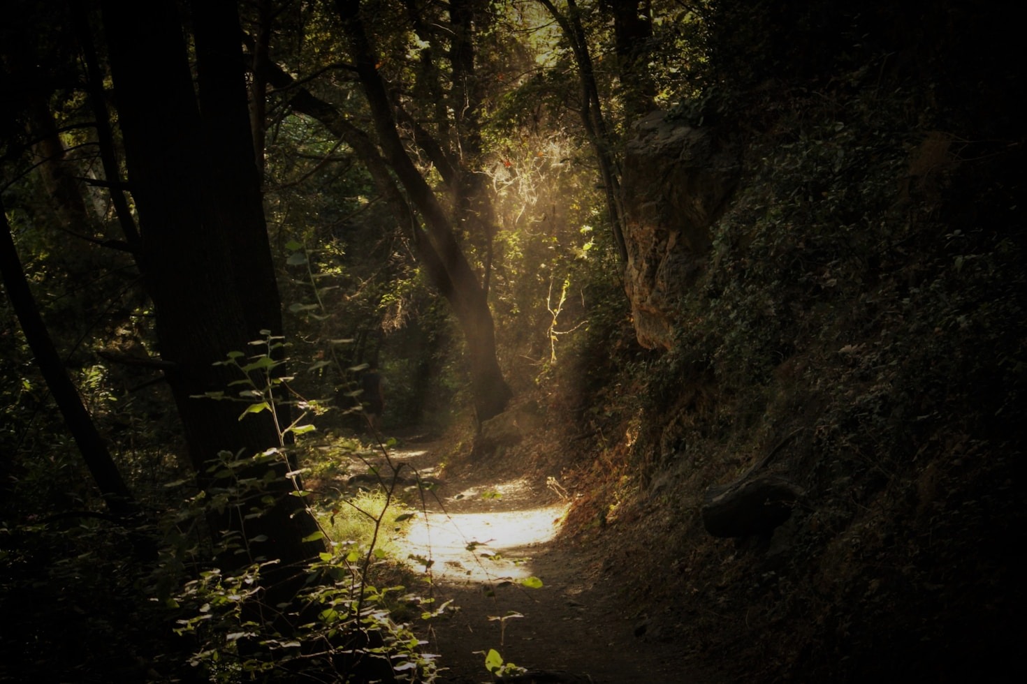 Building a Life Rooted in Inner Harmony